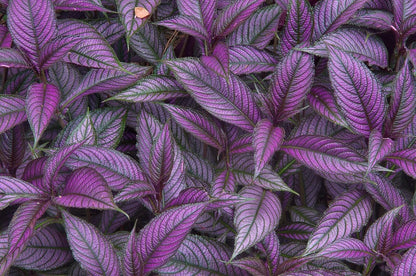 Live Plant - Persian Shield**Strobilanthes Dyerianus Starter Plant