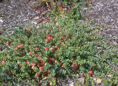1 Plant Pilgrim Cranberry (Vaccinium Macrocarpon) 1 Year Old