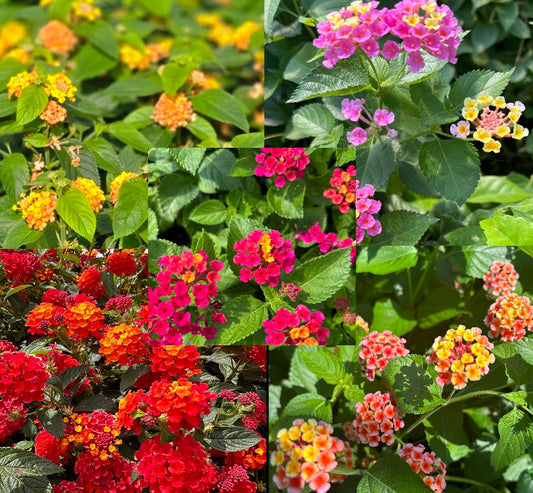 Lantana Camara Flowers - Two (2) Mixed Starter Live Plants - Not Seeds - Natural Mosquito Repellant Garden - Attract Hummingbirds & Butterflies - in 4 inch Pots