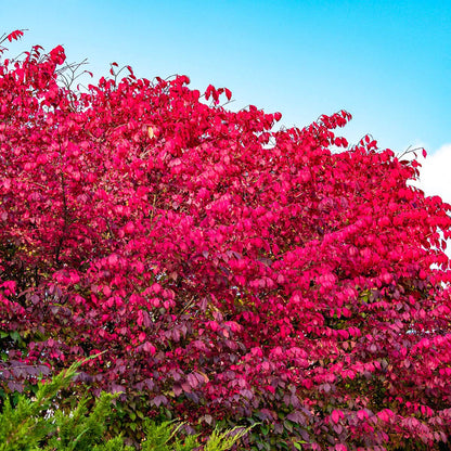 Burning Bush (Euonymus), Dormant Bare Root Shrub, Green Foliage Turns Red in Fall, 2 to 3 feet Tall (1-Pack), Due to State restrictions we Can't Ship to MA, MD, ME, MN, NH, NY, VT, WI