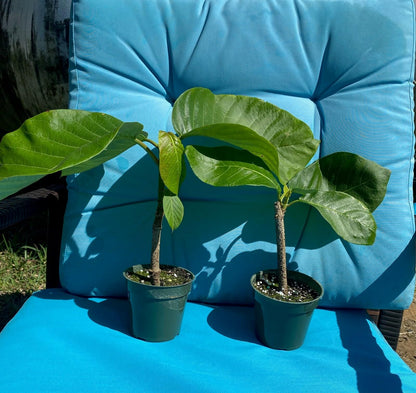 Live Plant - Climbing Frangipani Tropical Plumeria Fragrant Flowering Vine Plant