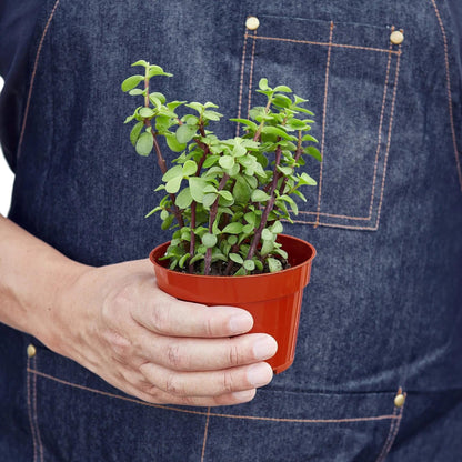 Succulent 'Elephant Bush' | Live Plant for Indoor & Outdoor | for Living Room, Office, Bathroom | (4" Pot)