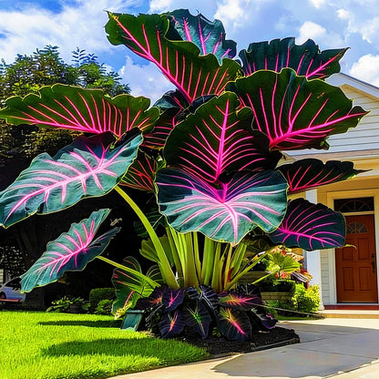 FEWSDVBX Giant Tropical Elephant Ear- Mix Color/Easy Growing/Excellent Display/Perfect for Outdoor Gardens (5)