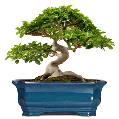 Teagas Bonsai Tree Pot - 13.7 Inch Large Ceramic Succulent Planter for Indoor Outdoor, Rectangle Plant Pot with Drainage Hole, Decorative Flower Pots, Home Decor, Gifts for Plant Lovers, Retro Blue
