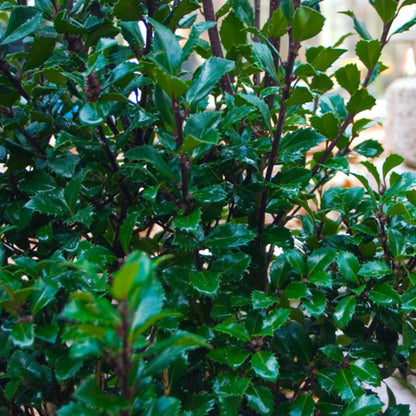 Proven Winners Castle Spire Blue Holly (Ilex x meserveae) Live Plant, 4.5" Qt, 4 Pack