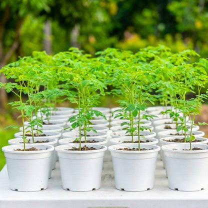 1 Moringa Tree Live Plant, 6-8 Inc Moringa Plants Live, Drumstick Horseradish Tree, Herb Malunggay Plants for Planting, No Pot