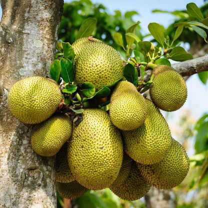 Live Jackfruit Tree Plant in 4 Inch Pot, 6 to 10 Inch, Live Tropical Fruit Plant, Hardy Perennial Jackfruit Tree, Large Sweet Fruits