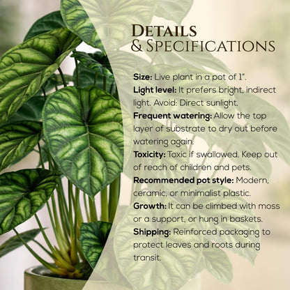 Alocasia Dragon Scale (4 Pack) Live Plant, Rare Indoor Alocasia, Elephant Ear Tropical Houseplant, Textured Foliage Plant, Starter Size Alocasia Plant,Houseplant for Home Decor and Indoor Growing
