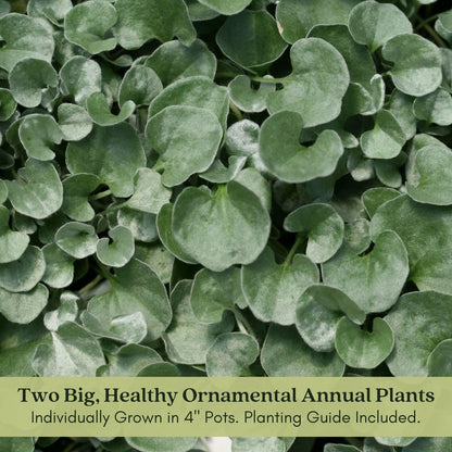 Clovers Garden Dichondra Silver Falls Plants Two (2) Live Plants – Non-GMO - Not Seeds - Each 4" to 8" Tall – in 4" Inch Pots - Heat, Drought Tolerant