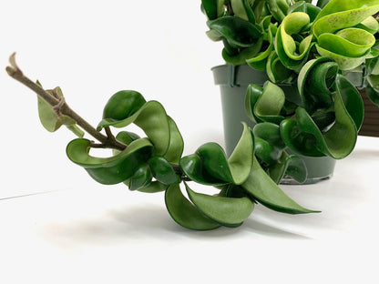 Hoya Compacta aka Hoya Hindu Rope Available in Large 6" Hanging Pot - Live Hoya Plant Air-Purifying Vine (XXL 6" Hanging Pot, Vines 1-3ft Long)