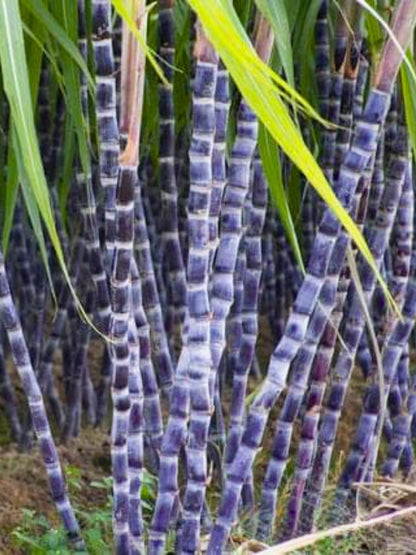 20 Black Purple Sugar Cane Plants Live Cuttings, 1-3 Nodes Ready to Plant, Outdoor Growing Sweet, Fresh Sugar Cane, Fast-Growing