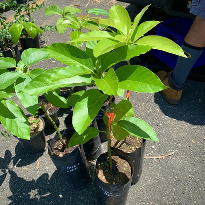 Grafted HASS Avocado Tree - Live Big Fruit Tree 12"-24" Tropical Plantae