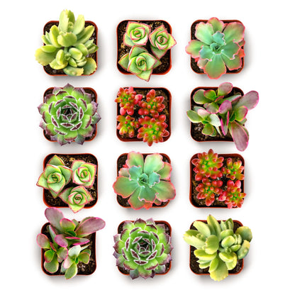 Shop Succulents Spring Beauties Bulk Succulent Plant Pack – Live Mini Succulent Plants, Bright Colorful Mix, Easy Care Houseplants – Gardening, Terrariums, Gifts & Party Favors, 2" Pots