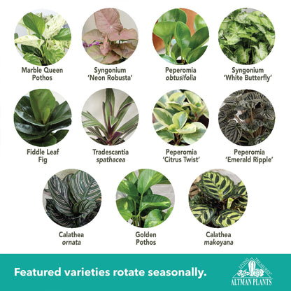 Altman Plants Deluxe Houseplants (3 Pack), Assorted Popular Live Indoor Plant Varieties, Easy Plant Care, 4.25 in Pots