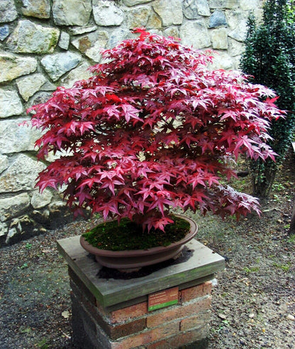 5 Seeds BLOODGOOD Red Japanese Maple Tree | Palmatum atropurpureum Hardy Bonsai Plant Seeds