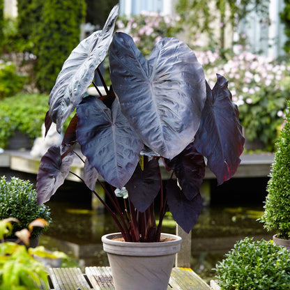 Garden State Bulb Premium Black Magic Elephant Ear Bulbs, 7/9 inches, Spring Planting (Bag of 4)
