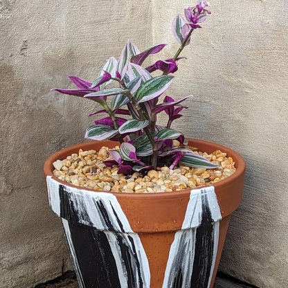 Pink Wandering Jew Live Plant, Pink Tradescantia Nanouk Variegated Wandering Jew Plant, Rare Nanouk Pink Wandering Jew Plant 2 Inch Pot, Pink Wandering Jew Plant Live Houseplants Indoor
