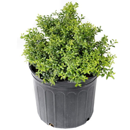 2.25 Gal. Holly Soft Touch Shrub - Glossy Evergreen Shrubs w/Interesting Silver Midvein - Hardy, Low Maintenance Outdoor Shrubs - Fresh Holly Shrub for Hedges, Privacy Screens, Borders & More