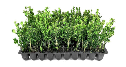 Winter Gem Boxwood | 20 Live Plants | Buxus microphylla Japonica ‘Winter Gem’ | Compact Evergreen Shrubs | Formal Garden Plants for Borders