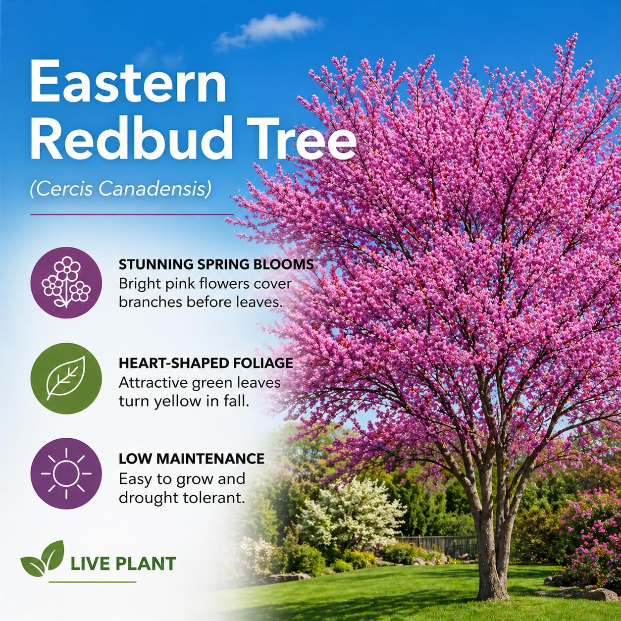 Eastern Redbud Tree Seedlings for Planting - Amazing Pink Spring Flowers - No Ship to California (1 Seedling)