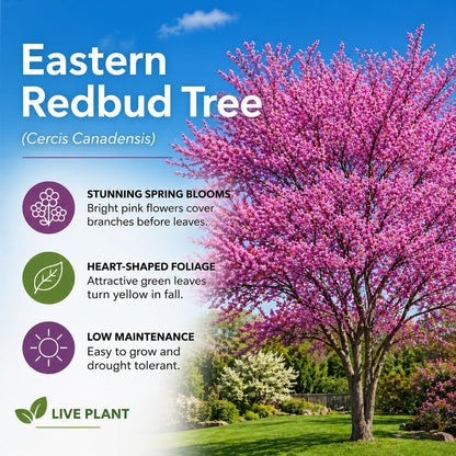 Eastern Redbud Tree Seedlings for Planting - Amazing Pink Spring Flowers - No Ship to California (1 Seedling)