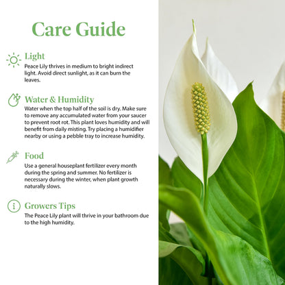 American Plant Exchange Peace Lily, Live Spathiphyllum Plant, Indoor Flowering Houseplant, 4-Inch Pot, Deco Cover, Easy Care, Low Light, Perfect for Housewarming, Sympathy, or Party Gift