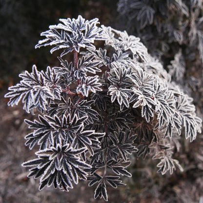 Proven Winners Laced Up Elderberry (Sambucus nigra) Live Plant, 4.5" Qt