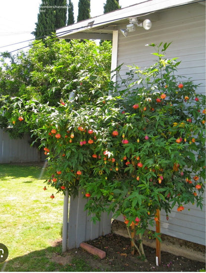 Live Plant - Tiger Eye Abutilon Flowering Maple Small Rooted Starter Plant