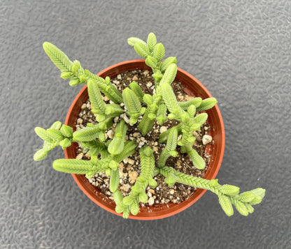 Sprout N Green Crassula pyramidalis Thumb, Rare Live Pagoda Mini Jade Succulent Plant Fully Rooted in 4" Planter with Soil, Home Office Indoor Outdoor Wedding Decoration DIY Projects Party
