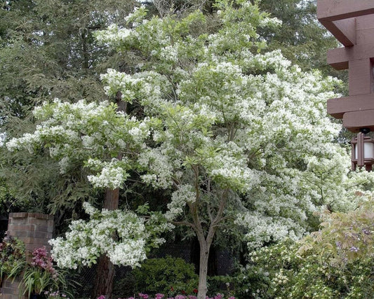 Live Plant - 2 White Fringe Trees/Shrubs - Live Potted Plants - 6-12" Tall - Quart Pots