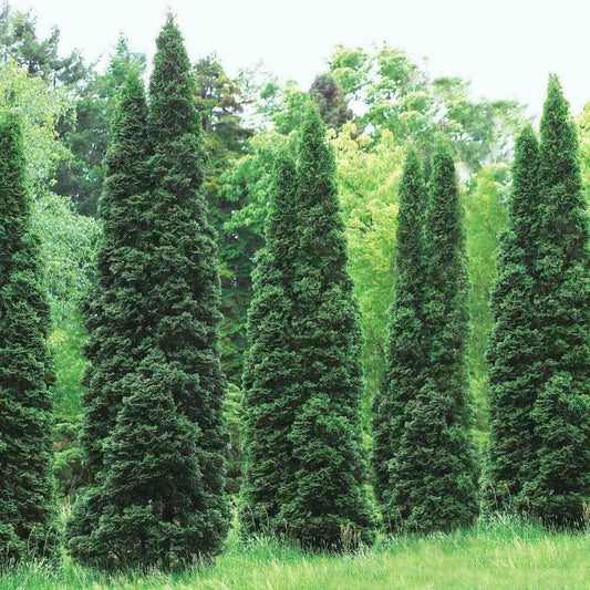 Live Plant - 5 Thuja Green Giant Arborvitae Trees/Shrubs - 6-12" Tall Live Plants, 2.5" Pots