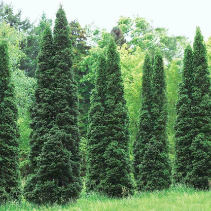 Live Plant - 30 Thuja Green Giant Arborvitae Trees/Shrubs, 6-12" Tall Live Plants, 2.5" Pots
