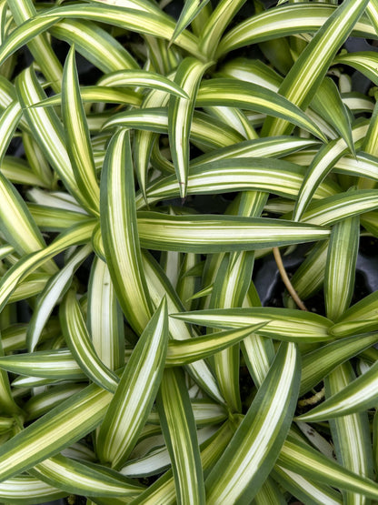 Spider Plant Variety Pack - 3 Variegated Spider Plants Live House Plants - Ocean, Hawaiian, Bonnie Curly - Perfect for Home Garden & Office Decor - Ideal for Indoor Air Quality & Easy to Care