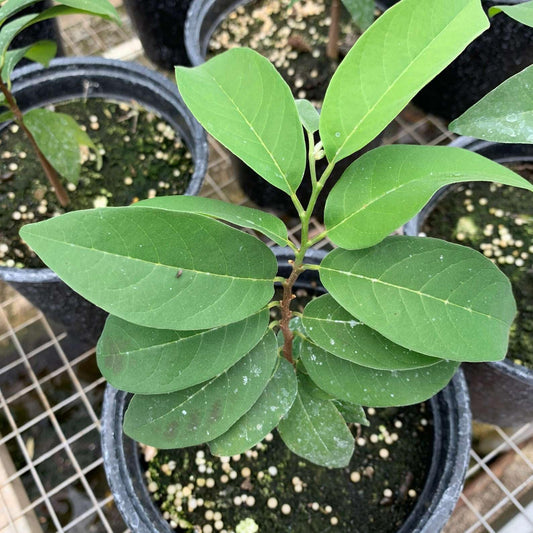 Live Plant - Sugar Apple Live Fruit Tree