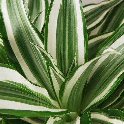 Dracaena 'Warneckii White Jewel' | Live Plant for Indoor & Outdoor | for Living Room, Office, Bathroom | (4" Pot)