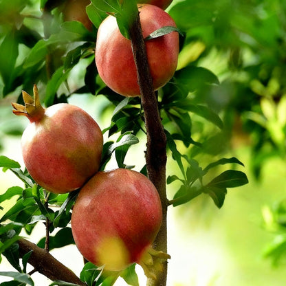 30 Pomegranate Seeds for Planting, Sweet Fresh Punica Fruit Seed, Non-GMO Heirloom Pomegranate Seed for Home Garden