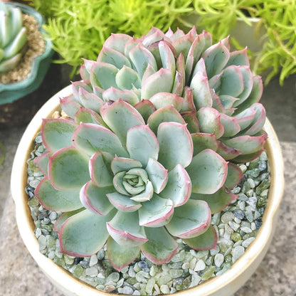 OUPENG Succulent and Cactus Bonsai DIY Rocks, Jade Bean Pebbles, Natural Decorative Polished Stones Vase Fillers Gravel for Plants，Terrarium, Fairy Gardening, Indoor Outdoor Decor Ornamental Stones.