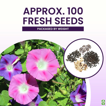 Climbing Vine Seeds for Planting – Colorful Mix of Climbing Flower Seeds: Morning Glory, Nasturtium, Black-Eyed Susan Vine, and Sweet Pea