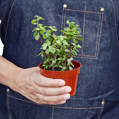 Succulent 'Elephant Bush' | Live Plant for Indoor & Outdoor | for Living Room, Office, Bathroom | (4" Pot)