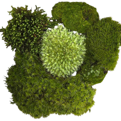 1 Square Foot Tin Roof Treasure Live Moss Assortment