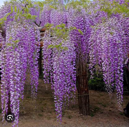 Live Plant - Amethyst Fallswisteria Frutescenslive Starter Plant