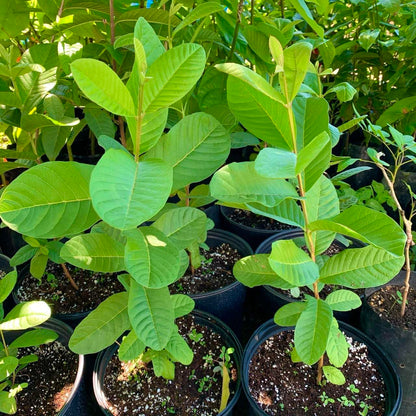 Live Plant - Guava Pear (Psidium Guajava L.) Tropical Live Big Fruit Tree 12”-24” Tall