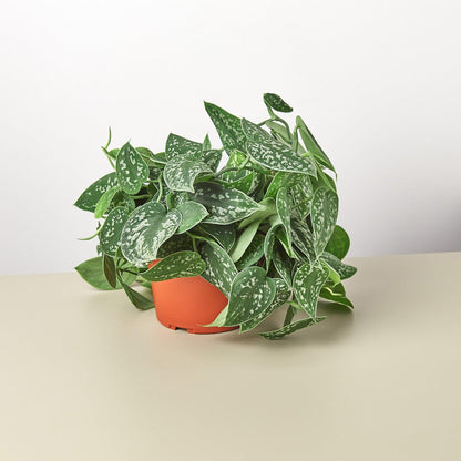 Pothos 'Satin' | Live Plant for Indoor & Outdoor | for Living Room, Office, Bathroom | (3" Pot)