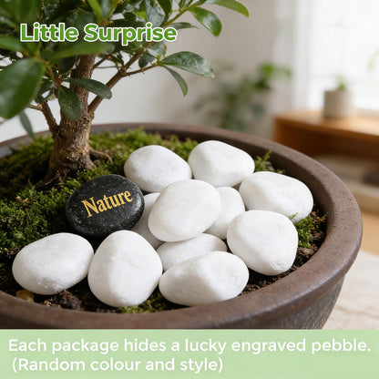 SIDONG 10 lbs White River Rocks, 1.2-2 Inches Pebbles for Indoor Plants, Aquarium Rocks Used in Fish Tank, Decorative Stones for Plants, Vases, Home Décor, Crafting, Garden Landscaping