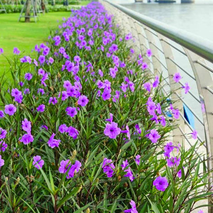 6 Mexican Petunia Live Plants, Vibrant, Low-Maintenance Perennial Flowers, 4-7 Inches, Garden or Containers Growing (Purple Showers)