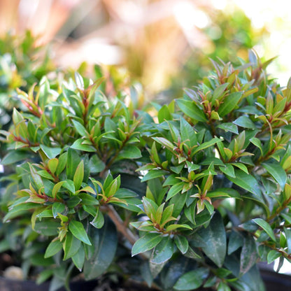 Eugenia globulus – Live Starter Plant | Rare Tropical Evergreen Shrub