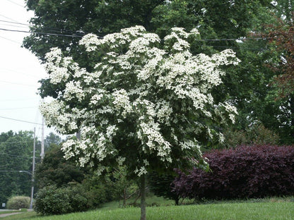 1 Live Kousa Dogwood Tree | 2-3' in an ABP Container
