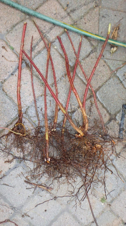 Wineberry ! Rubus phoenicolasius. Live Plants, Roots Wrapped in Wet, no Leaves