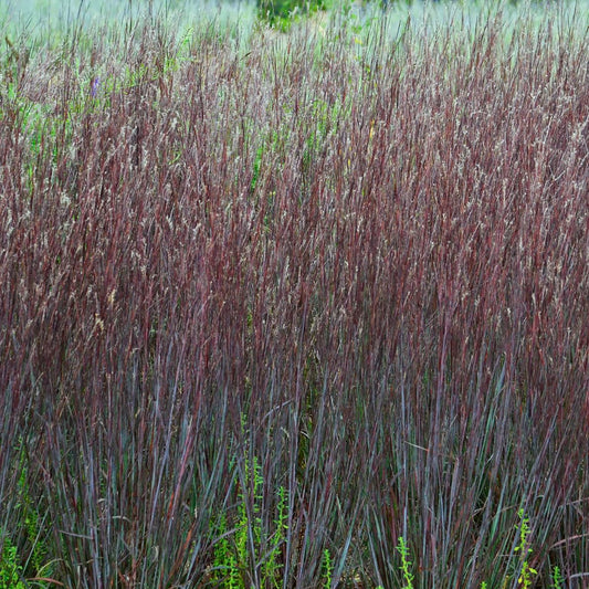 Live Plant from Green Promise Farms - Proven Winners, Schizachyrium scop. Prairie Winds Blue Paradise Little Bluestem, Blue/Purple Flowers - #1 Gallon Size Container