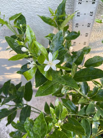1 Live Citrus Plant, 1 to 2 ft Tall, 1 Gallon Pot, Fragant Smell with Blooming Flowers or Fruits - Cannot Ship to CA, TX, AZ, LA, HI (Key Lime)